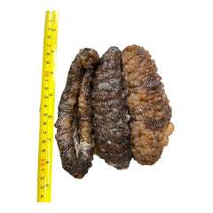 惠民堂 南美刺參 海參 純淡幹 髮率高 口感好 深海野生海參幹 幹海參 洪都拉斯荔枝參 冰參 靴參 幹貨400克