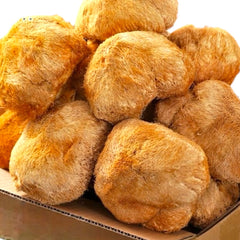 惠民堂 猴头菇 足干个大 干净 227克 健脾养胃 胃溃疡胃炎