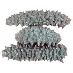 Australian Black Sea Cucumbers 400g