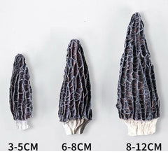 惠民堂 羊肚菌 剪腳 5-7CM 足幹 幹淨 易碎 補脾養胃 100克