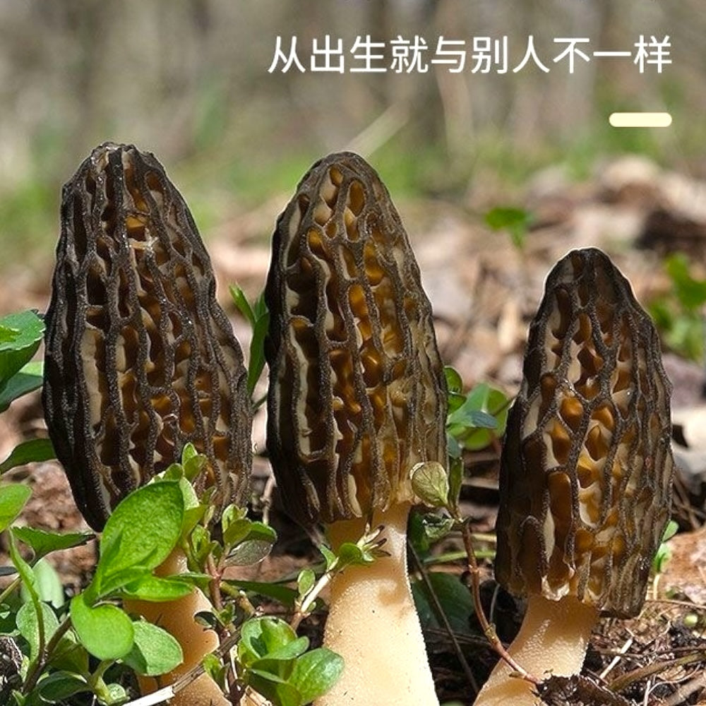 HMT Yang Du Jun Dried Mushroom 225g for Immunity & Digestion 5-7CM