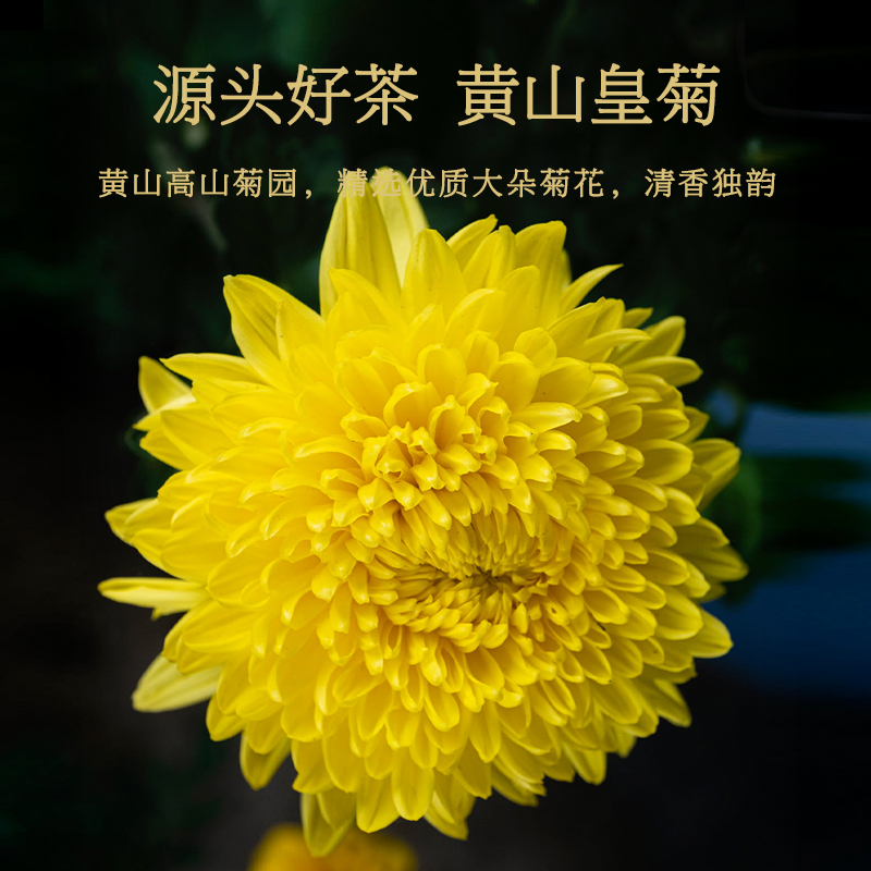 Tong Ren Tang Golden Chrysanthemum for Liver 10g