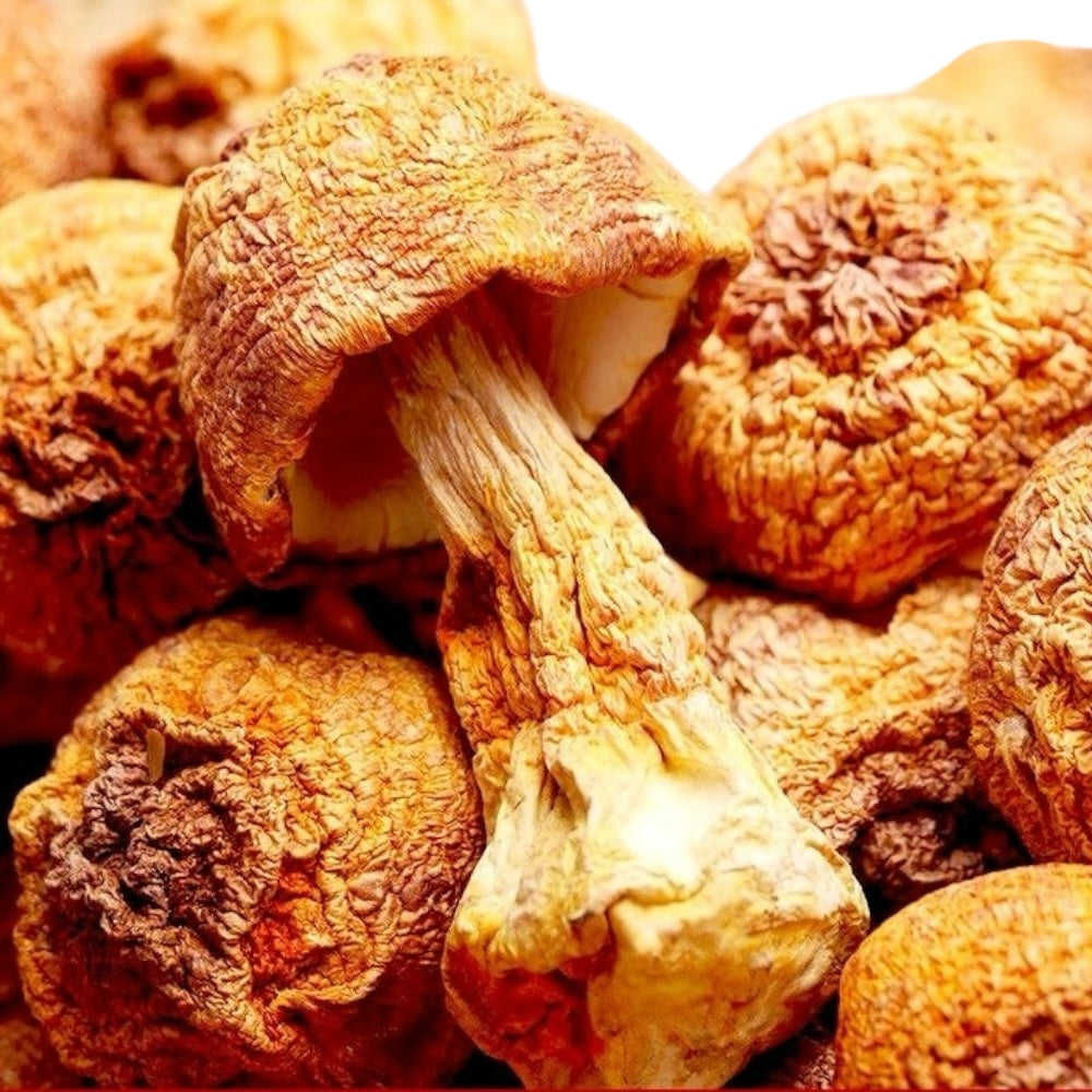 HMT Ji Song Rong 200g Dired Agaricus Blazei Mushroom Agaricus Blazei Murill