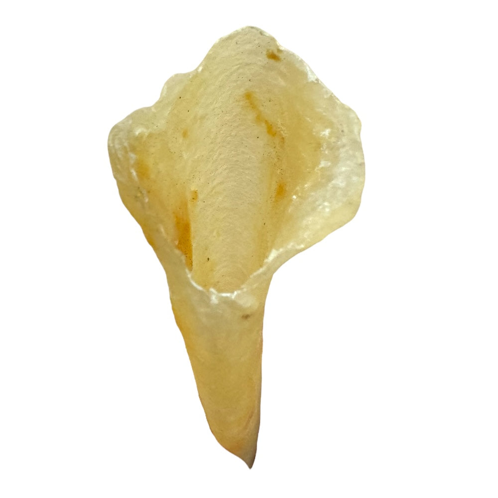 筒胶鱼胶，优质海味，煲汤炖品理想选择。
Premium tube fish maw, ideal for soups and stews.