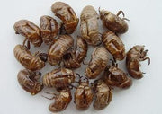 Chan Tui (Cicada Slough) 4oz www.herbsf.com HUIMIN HERB | 惠民堂  | Huimin Herb Enterprise