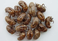 Chan Tui (Cicada Slough) 4oz www.herbsf.com HUIMIN HERB | 惠民堂  | Huimin Herb Enterprise