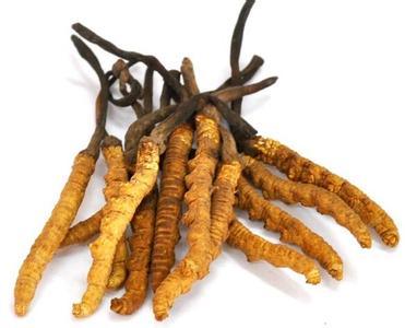 Dong Chong Xia Cao (Cordyceps) 2strip - Huimin Herb Online, LLC