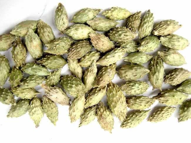 Cang Er Zi (Xanthium Fruit) 4oz www.herbsf.com HUIMIN HERB | 惠民堂  | Huimin Herb Enterprise
