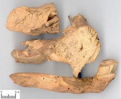 Chang Shang (Dichroa Root) 4oz www.herbsf.com HUIMIN HERB | 惠民堂  | Huimin Herb Enterprise