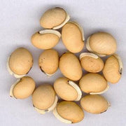 Bai Bian Dou (Hyacinth Bean) 4oz www.herbsf.com HUIMIN HERB | 惠民堂  | Huimin Herb Enterprise