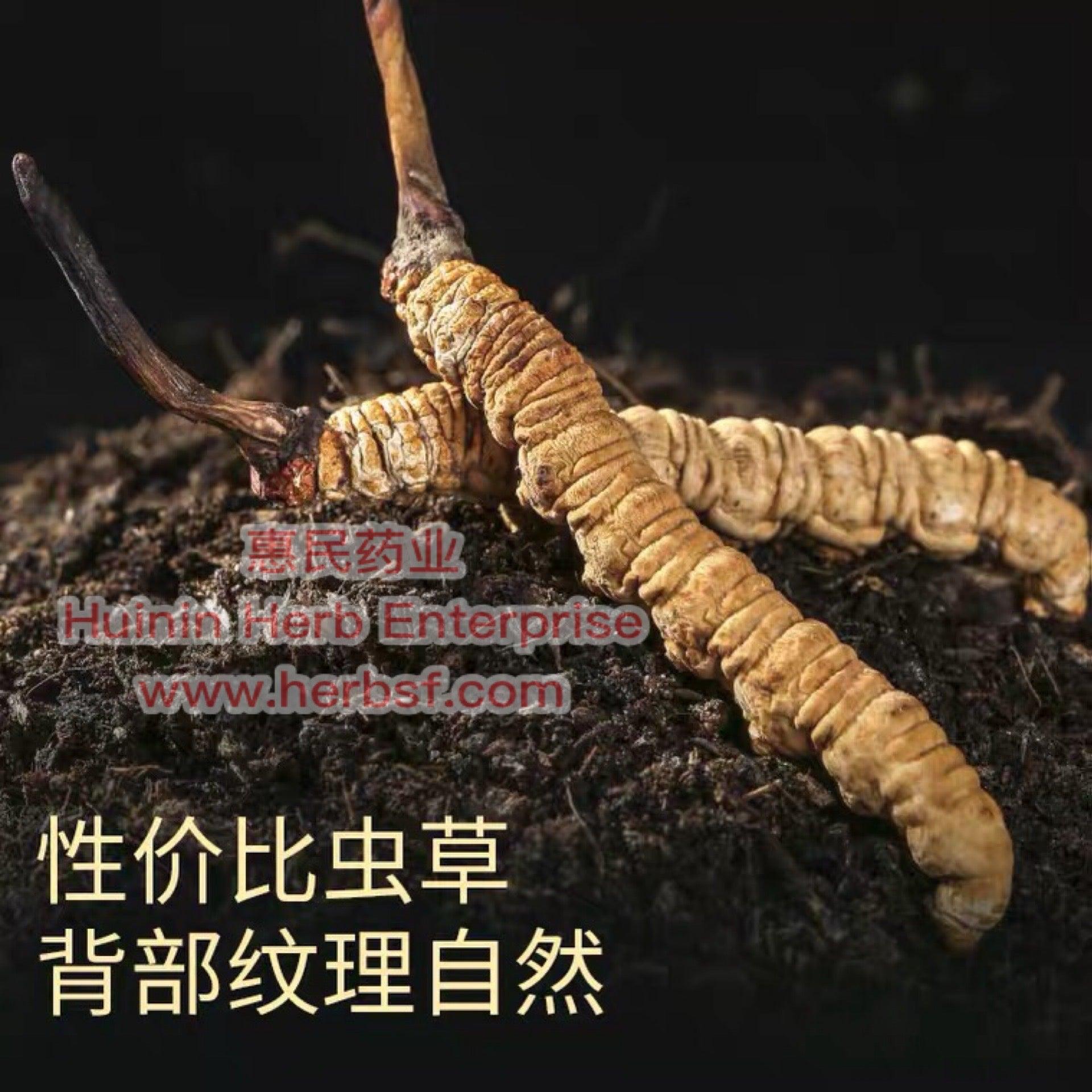 Cordyceps 2A - Huimin Herb Online, LLC