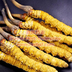 Cordyceps 5A - Huimin Herb Online, LLC