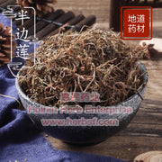 Ban Bian Lian 4oz www.herbsf.com HUIMIN HERB | 惠民堂  | Huimin Herb Enterprise