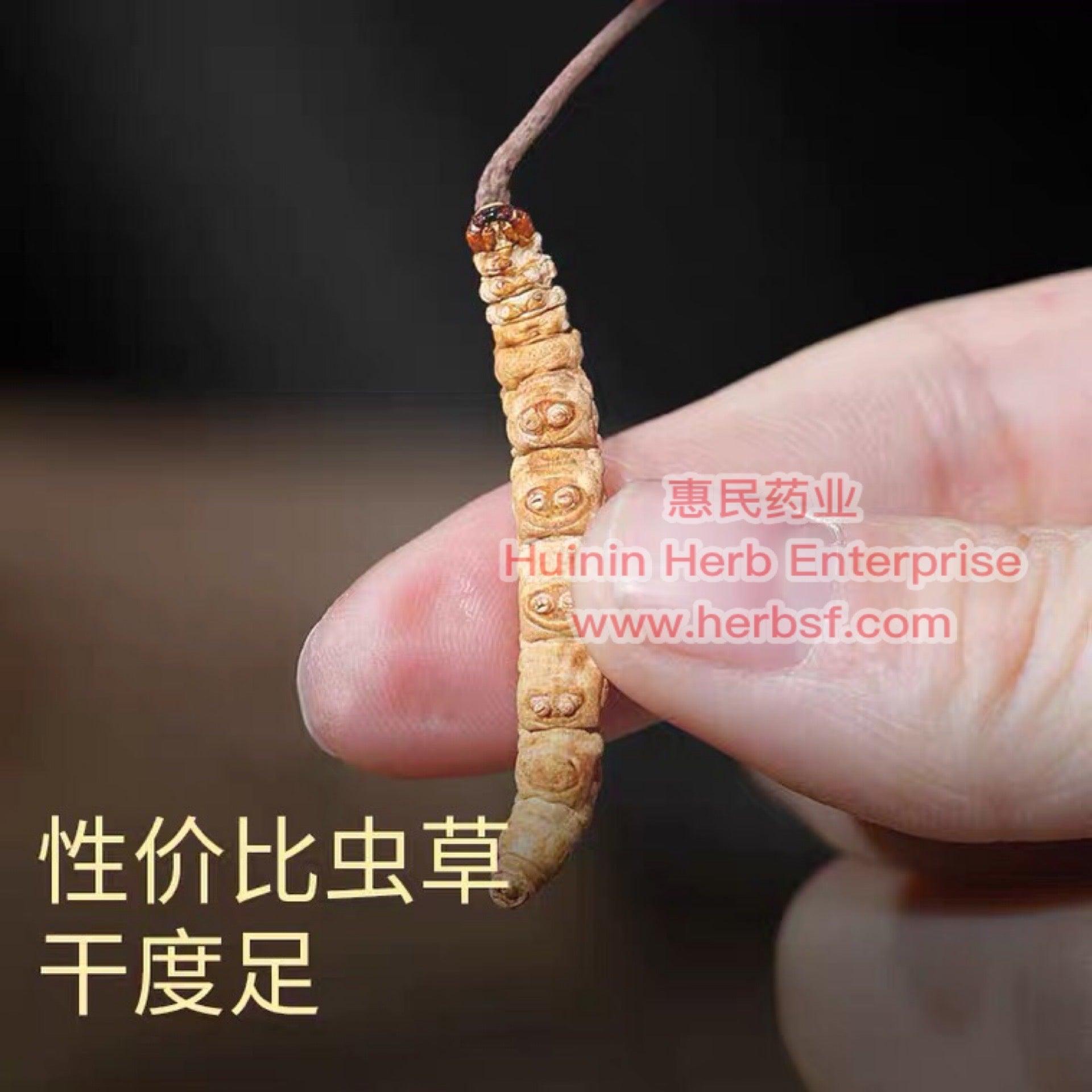 Cordyceps 2A - Huimin Herb Online, LLC