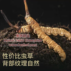 Cordyceps 3A - Huimin Herb Online, LLC